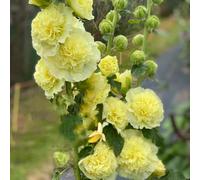 semi di Rose trémière resistenti decorazione decorazioni giardino esterni d'appartamento esotiche di 300pcs