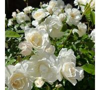 Semi di rose, vecchie varietà da balcone semi amici rose rare regali per gli amanti del giardino esotiche 500pcs