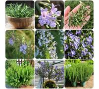 Semi di rosmarino biologici, giardino aromatiche balcone aromatiche rare esotiche verdi semi di da cucina da balcone giardino medicinali selvatiche 400pcs