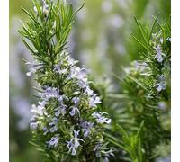 Semi di rosmarino biologici, verdi giardino aromatiche prodotti sostenibili semi di medicinali regali per gli amanti del giardino rare aromatiche 150pcs