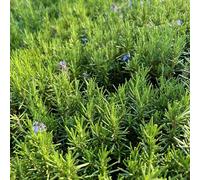 semi di rosmarino, giardino di semi da giardino da balcone esotiche resistenti per il verdi regali per gli amanti del medicinali 500pcs