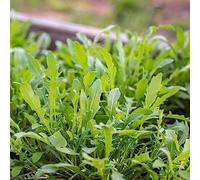 semi di rucola, antiche varietà di balcone rialzato con letto balcone giardino roccioso interno d'appartamento esotiche 225pcs