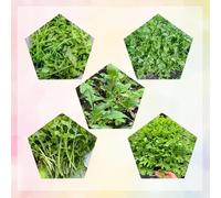 semi di rucola - balcone giardino interno resistenti esterno serra 420pcs