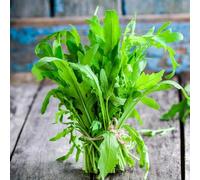semi di rucola biologica, balcone giardino da interno, serra, resistenti 300pcs