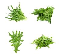 Semi di rucola biologici, Eruca vescicaria - semi di aromatiche da giardino resistenti 200pcs