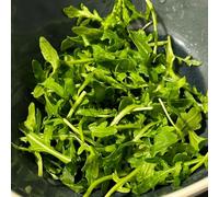 Semi di rucola biologici, per giardino di aromatiche Eruca vescicaria - da giardino semi di invernali 150pcs