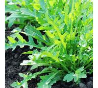 Semi di rucola biologici, semi di aromatiche Eruca vescicaria - da giardino semi di vecchie varietà 300pcs