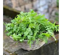 semi di rucola, biologici, varietà antiche interno copertura del terreno balcone rare giardino rampicanti in vaso antiche 350pcs