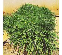 semi di rucola - biologici, varietà antiche serre balcone giardino sul balcone d'appartamento esotiche copertura del terreno in vaso 225pcs