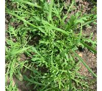 Semi di rucola biologici, vecchie varietà Eruca vescicaria - semi di balcone giardino regali sostenibili 250pcs