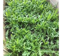 semi di rucola - d'appartamento esotiche giardino roccioso orticole copertura del terreno in vaso decorazione esterna arredamento del soggiorno 500pcs