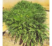 semi di rucola - giardino interno biologici appartamento aiuole serra balcone 200pcs