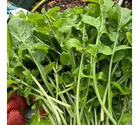 Semi di rucola, regali sostenibili Eruca vescicaria, semi di da giardino resistenti per il giardino semi per aiuole rialzate 400pcs