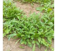 semi di rucola resistente - esterno per il giardino decorative 300pcs
