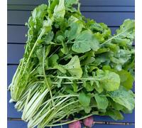 semi di rucola resistente - giardino in vaso decorative invernali rare 600pcs