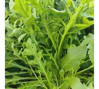 semi di rucola resistente - luoghi soleggiati rare giardino vecchie varietà aiuole rialzate 400pcs