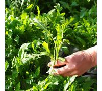semi di rucola resistente - rare vecchie varietà aiuole rialzate per giardino in vaso balcone 250pcs