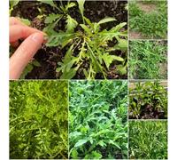 semi di rucola resistenti - interni resistenti per giardino semi di rucola giardino 180pcs