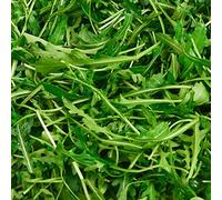 semi di rucola rialzata per varietà esotiche antichi orticole giardino 300pcs
