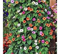 Semi di Rudbeckia hirta (occhi neri di Susanna) - semi rampicanti resistenti vecchie varietà per giardinieri decorazione floreale come bomboniera selvatici 350pcs