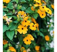 semi di rudbeckia varietà antiche interno decorazione giardino 75pcs
