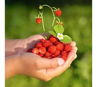 Semi di rugiada selvatici - Fragaria vesca
