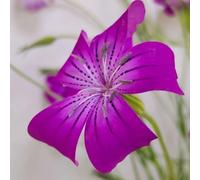 Semi di ruota di mais, Agrostemma githago, per giardinieri decorazione del giardino per esterno semi di campo 600pcs