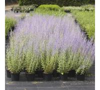 Semi di ruta blu, regali sostenibili Perovskia abrotanoides - da balcone di da giardino roccioso semi di selvatici 80pcs