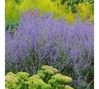 Semi di ruta blu, regali sostenibili Perovskia abrotanoides - vecchie varietà serre da balcone selvatici esotici semi di estivi rare 250pcs