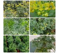 Semi di ruta, raro semi di vecchie varietà giardino resistenti per giardini rocciosi prodotti sostenibili esotico verdi coltivazione 250pcs