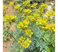 semi di ruta - vecchie varietà perenni resistenti da giardino tappezzante 300pcs