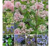 semi di sacco ceanothus - giardino semi tetto verde resistenti giardino 60pcs