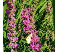 Semi di salcerella, Lythrum salicaria, da esterno resistenti per il giardino da giardino roccioso resistenti vecchie varietà 300pcs