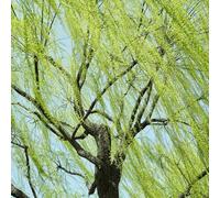 Semi di salice piangente, da balcone, da acquistare un salice piangente resistenti semi di vecchie 50pcs