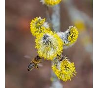 Semi di salice piangente, da balcone resistenti verdi comprare da esterno semi di arbusti per il giardino 60pcs