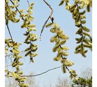Semi di salice piangente, da esterno semi di vecchie varietà da balcone comprare arbusti per il giardino regali per gli amanti del giardino arbusti 100pcs