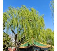 semi di salice piangente - decorazione resistenti copertura del terreno 50pcs