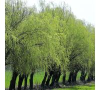 Semi di salice piangente, Le da giardino sono resistenti acquistare un salice piangente semi esotici semi di vecchie varietà 15pcs