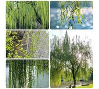 Semi di salice piangente, semi di acquistare un salice piangente semi di Le sempreverdi sono resistenti vecchie varietà 30pcs