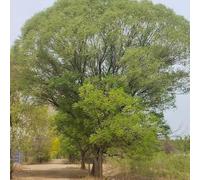 semi di salsa llorón seto acquistare medicinali ornamentali arbusti resistenti organici 20pcs