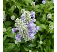 semi di salvia - balcone, perenni, estremamente resistenti, 50pcs