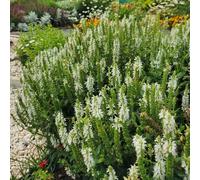 semi di salvia biologici, rampicanti perenni resistenti giardino, balcone, 250pcs