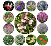 semi di salvia biologici, selvatici, per balcone per esterno, resistenti da giardino, 500pcs