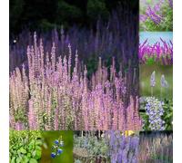 semi di salvia decorazione 200pcs