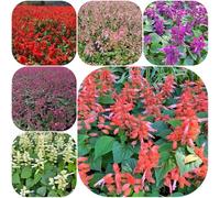 Semi di salvia del fuoco - resistenti resistenti per giardini rocciosi decorazioni giardino per esterni semi di selvatici i luoghi 250pcs