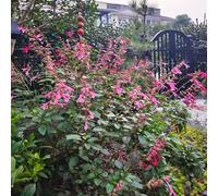 Semi di salvia del fuoco - vecchie varietà esotico decorazioni giardino per esterni resistenti per giardini rocciosi semi di selvatici copertura del 350pcs