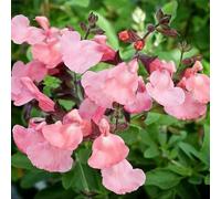 Semi di salvia - giardino aromatiche raro vecchie varietà semi di copertura del terreno per luoghi soleggiati decorazioni da giardino per esterni giardinieri 120pcs