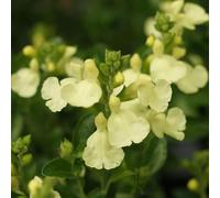 semi di salvia - giardino da balcone, decorazioni per il soggiorno giardino sul balcone da cucina, tappezzanti, 150pcs