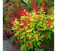 semi di salvia - per balcone rampicanti perenni resistenti, giardino roccioso, 1000pcs