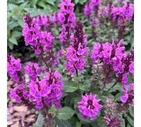 semi di salvia - per esterno, resistenti, giardino perenni, estremamente, biologiche 550pcs